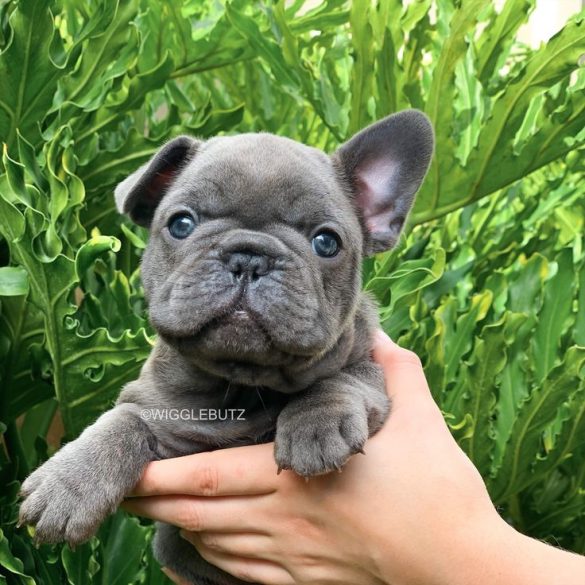 french bulldog