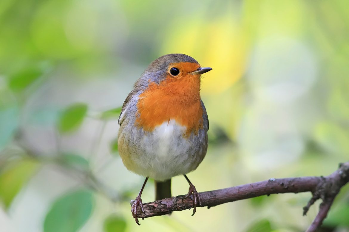 robin bird