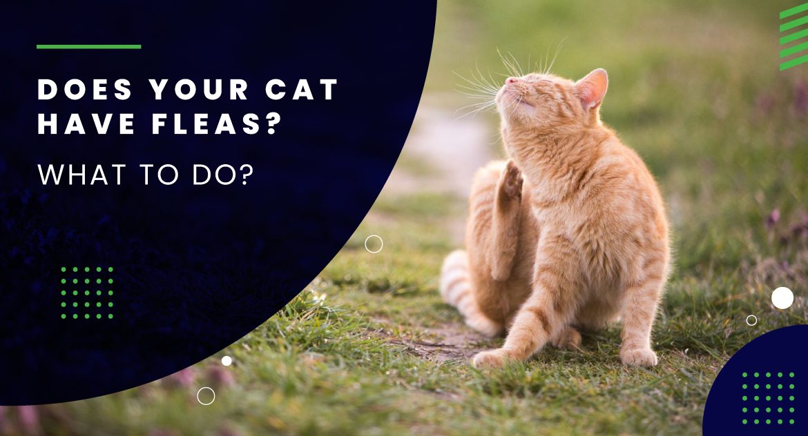 cheristin for cats reviews