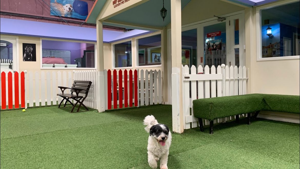 Indoor Dog Park