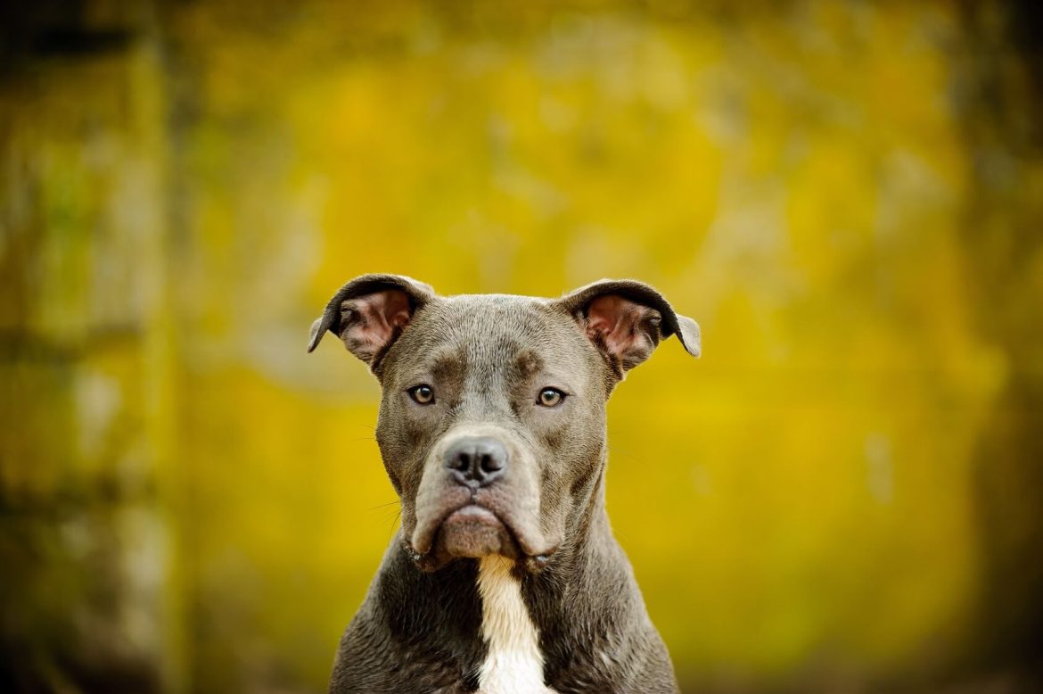 How much is a Bluenose Pitbull worth? Bluenose Pitbull worth?