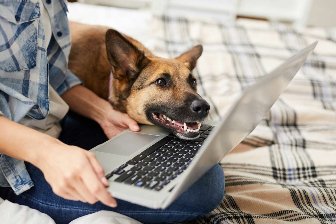 Highest-selling pet products Top ten trending pet products 2022