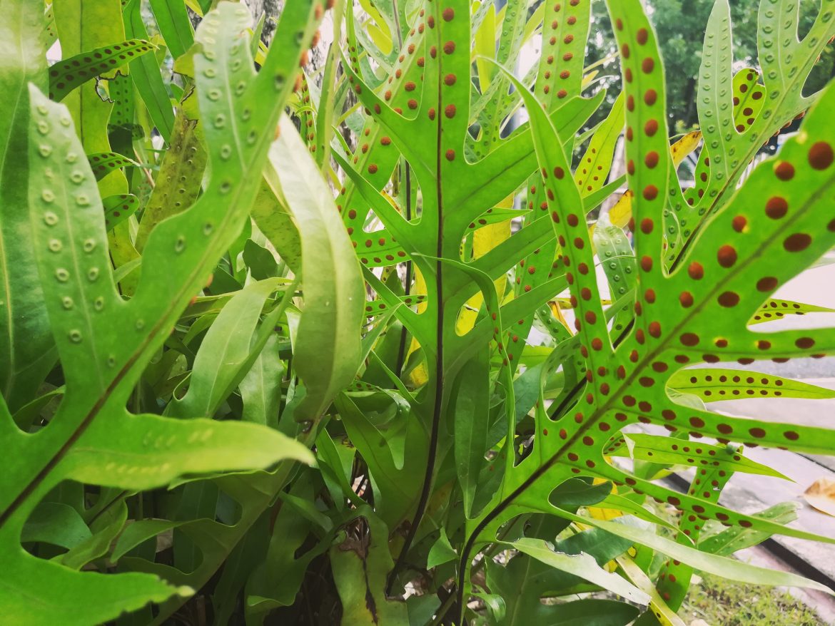 Spore formation examples