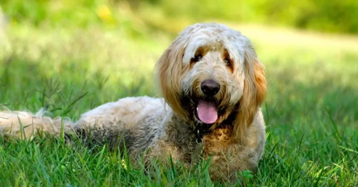 doodle registration5