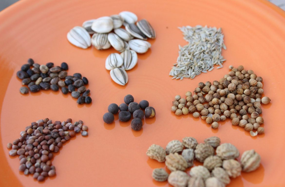 5 Best Places to Buy High-Quality Seeds Online For Your Garden