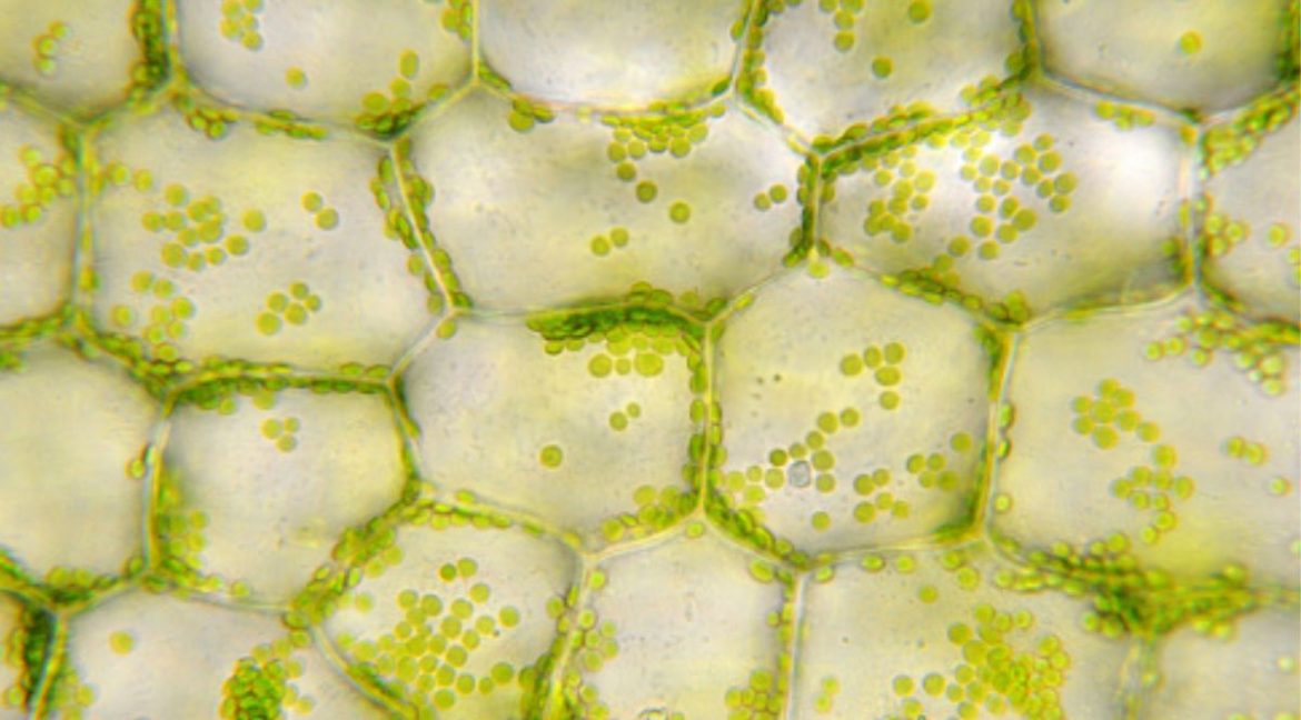 How to Keep Green Food Green – Controlling Chlorophyll