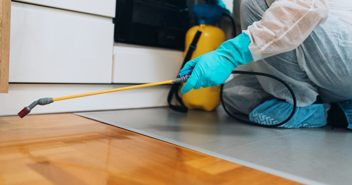 Anti Termite Treatment Singapore