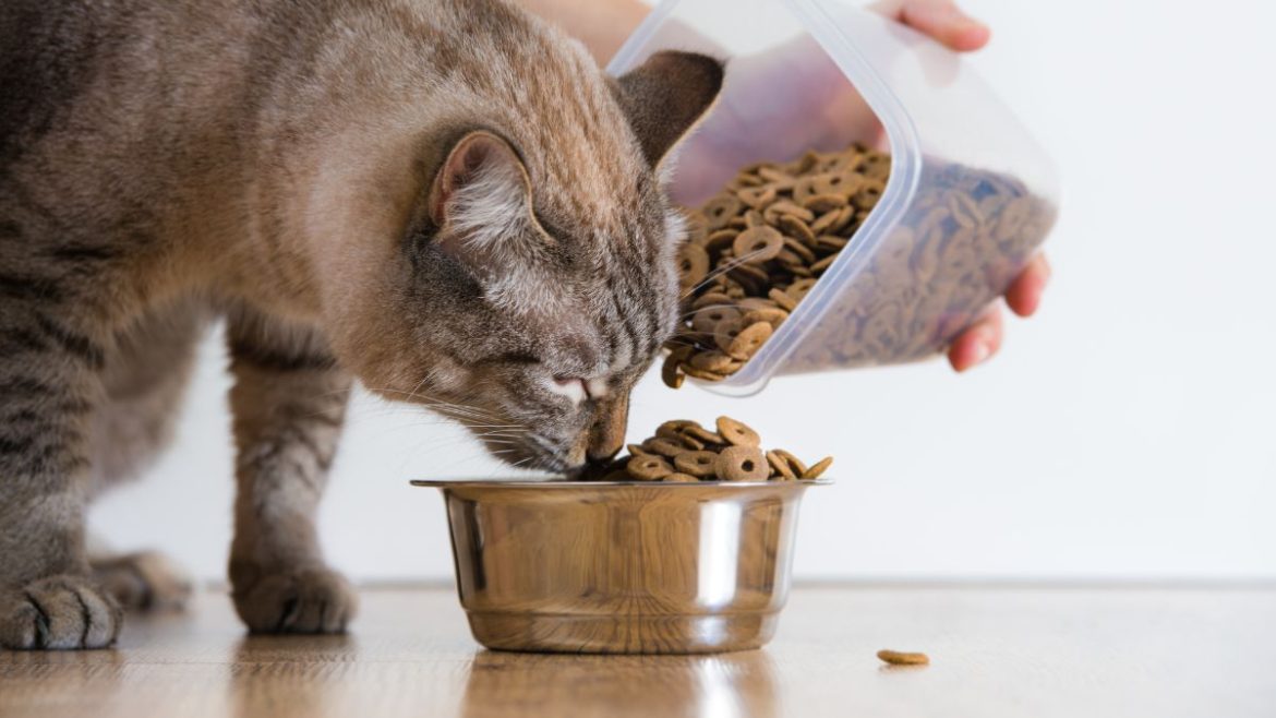 Cat Food Brands in Bangladesh