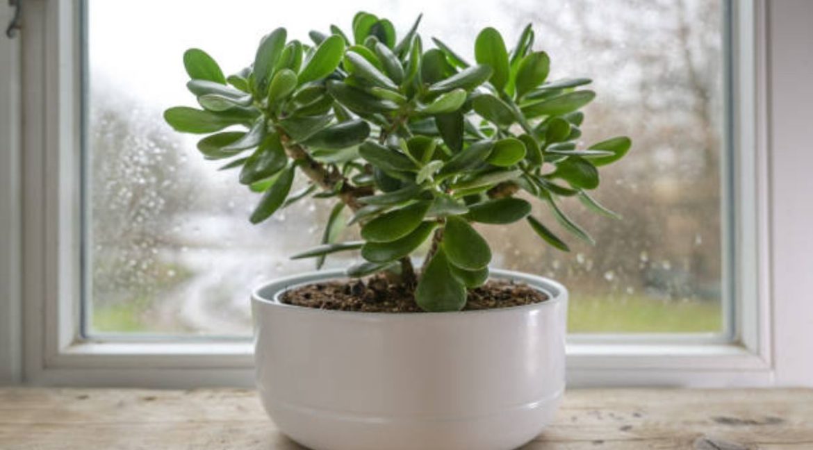 Exploring the health benefits of having jade plants in your living space
