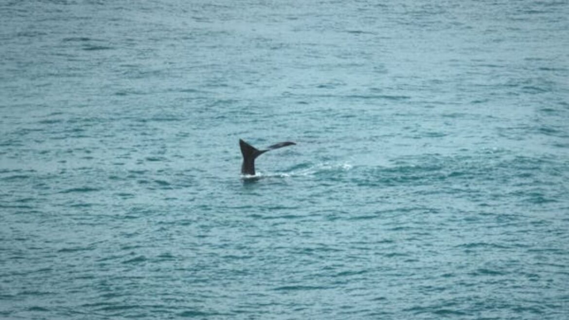 Dive into Swimming Lessons at Pasir Ris Swimming Complex with Blue Whale Tail Swim School